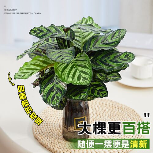 水培植物孔雀竹芋室内盆栽阳台办公桌面绿植吸甲醛四季喜阴好养活