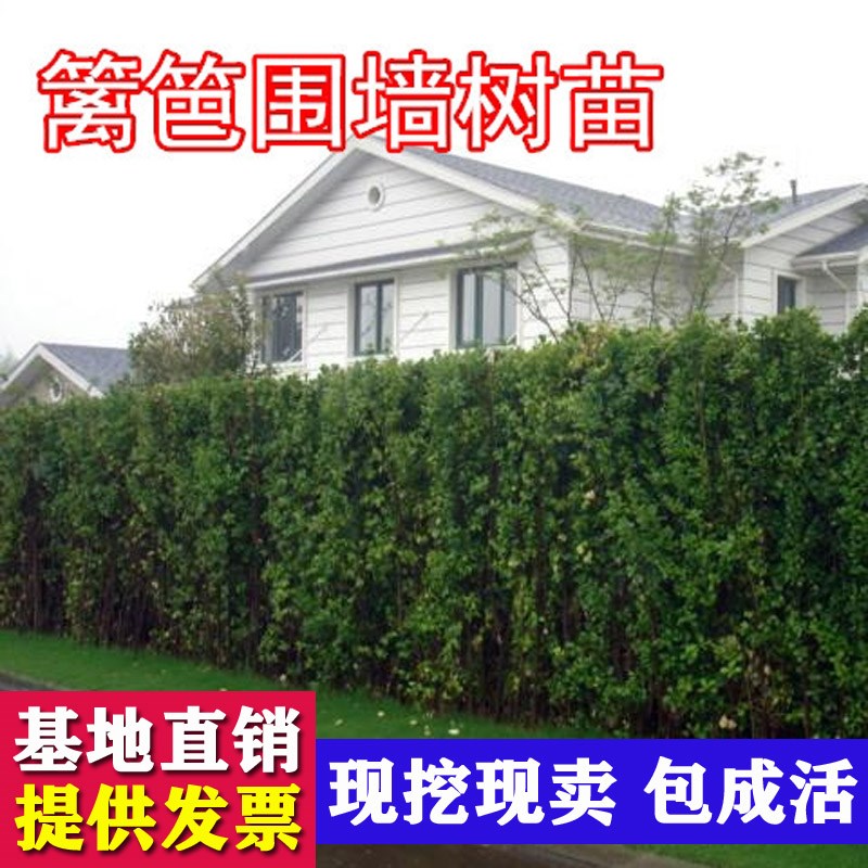 法国冬青树苗四季常青庭院篱笆围栏耐寒绿化植物绿篱北海道黄杨苗