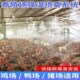 养殖场自动喷雾系统猪场鸡舍养牛降温消毒加湿雾化微喷头除尘设备