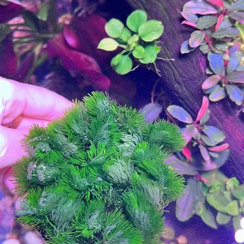 新手水草懒人鱼缸水草绿菊小坨草阴性草净水鱼缸装饰草缸增氧造景