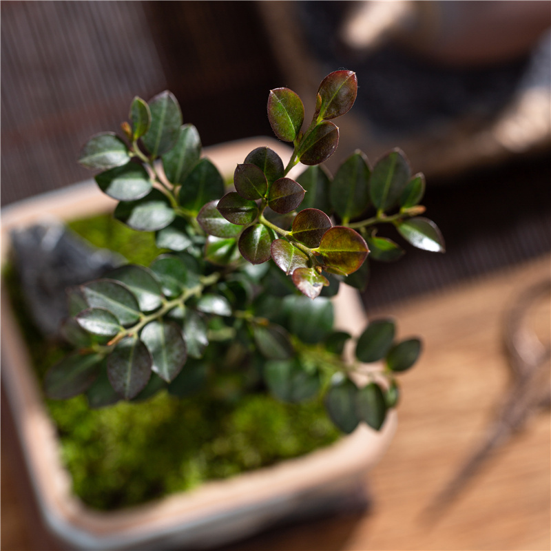 小叶紫檀驱蚊四季常青观叶书房茶几净化空气招财镇宅绿植盆栽摆件