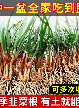 本地宽叶红根韭菜根种籽子四季苗紫根盆栽根苗小叶红香菲菜大叶