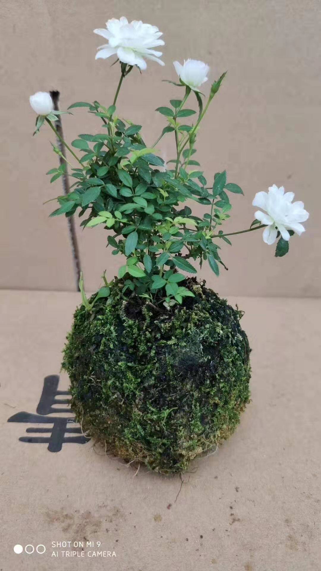 基地直销观叶绿植 盆栽花卉 居家绿植 姬月季苔藓球