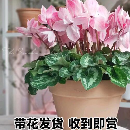 仙客来盆栽带花大花卉绿植易活耐寒耐冻阳台植物室内四季开花不断