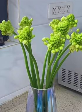 新鲜圣心百合雀梅天鹅绒白色鲜切花水养家用办公室内插花云南直发