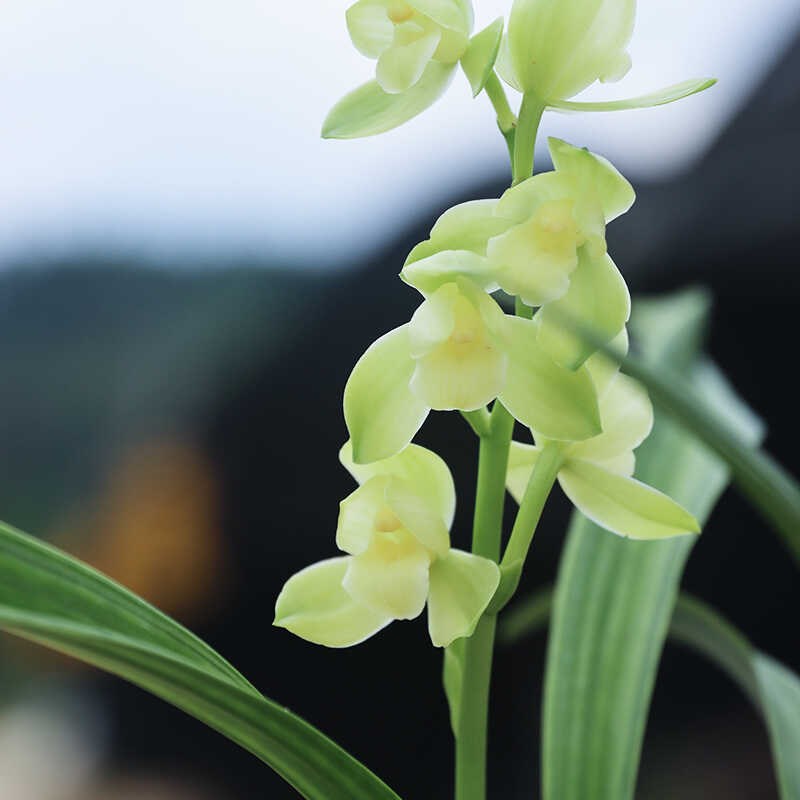 名贵兰花建兰矮种掌上明珠兰花苗客厅R室内茶室花卉绿植