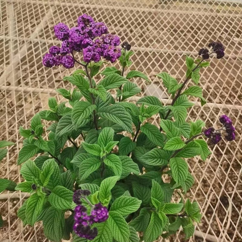 优雅蓝紫香水草植物 浓香花卉盆栽 洋茉莉香草 四季开花阳台庭院