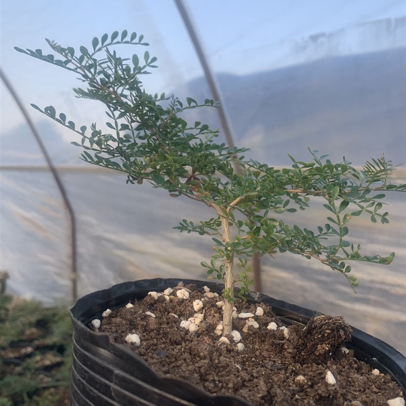 象足漆树 籽播实生园艺小苗 块根植物 多肉绿植 庭院盆景花卉包邮