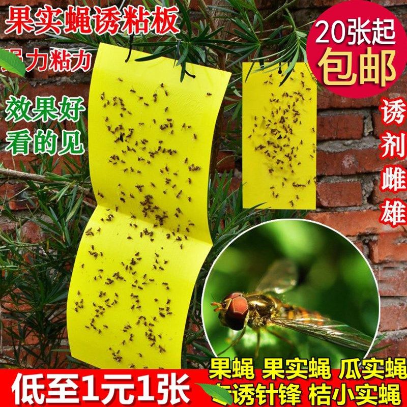瓜果实蝇诱粘板 果蝇桔小实蝇针蜂黏板粘胶板 粘虫板诱捕贴,农机/农具/农膜,农用灭虫板/诱虫板,淘宝优惠券,粉丝福利购,淘宝优惠卷