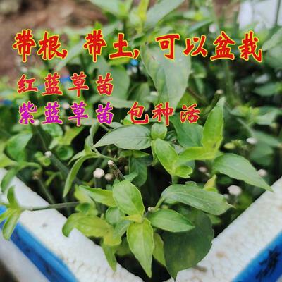 广西红蓝草紫蓝草苗五色糯米饭植物染料天然紫色材料四季绿植盆栽