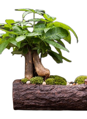 发财树家居装饰品办公客厅茶几绿萝文竹陶瓷花盆招财创意桌面摆件