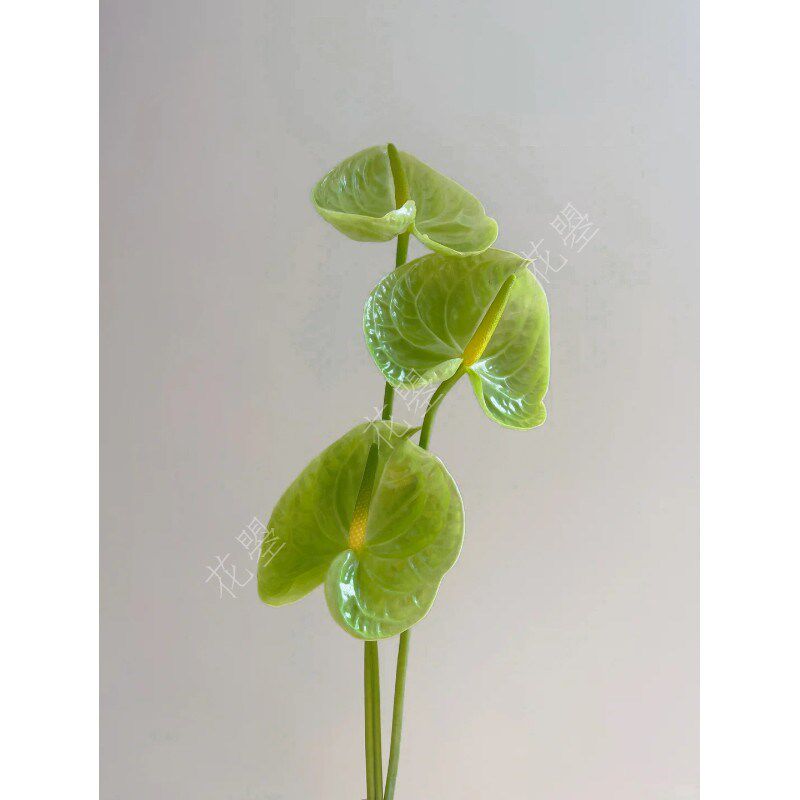 新鲜采摘绿掌米多蕊绿掌鲜切花鲜花水养真花书桌餐桌面家居瓶插花