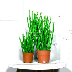 膨珊瑚四季常青盆栽沙漠绿植物 家居客厅办公室桌面绿珊瑚光棍树