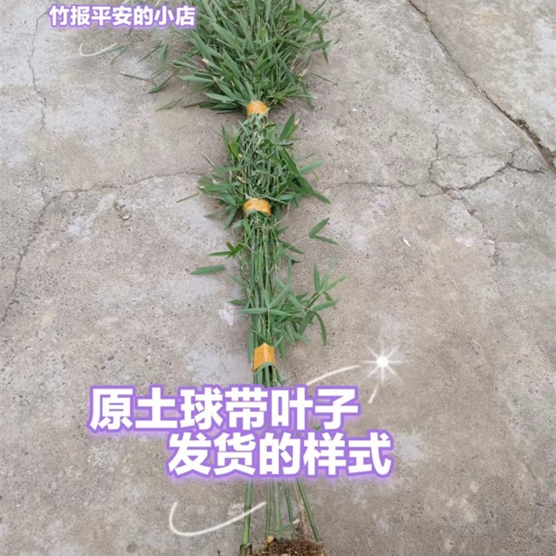 实心竹子苗四季长青竹苗玉竹文玩把手件庭院盆栽实心竹雕刻料老料