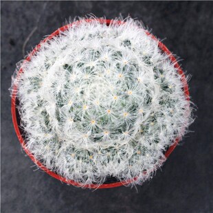 白星群生仙人球 实生多肉植物组合小盆栽 软毛无刺好养开花植物