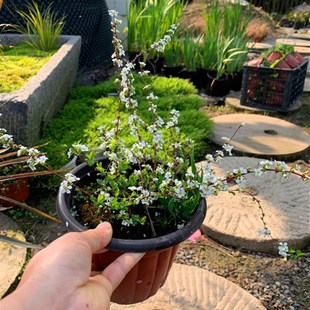 室内外耐寒好养的花卉盆栽喷雪花耐热庭院阳台种植雪柳垂吊绿植物