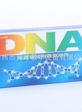 33307DNA双螺旋结构模型组件生物实验器材 教学仪器