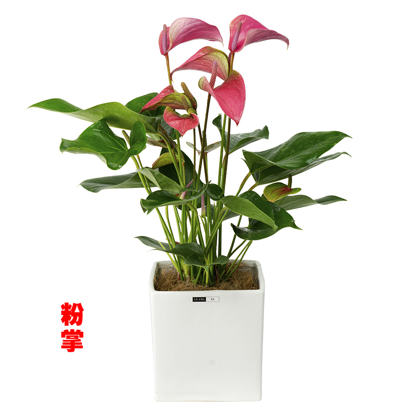 火鹤花粉掌室内观花绿植花卉盆栽办公桌茶几窗台植物鸿运当头办公