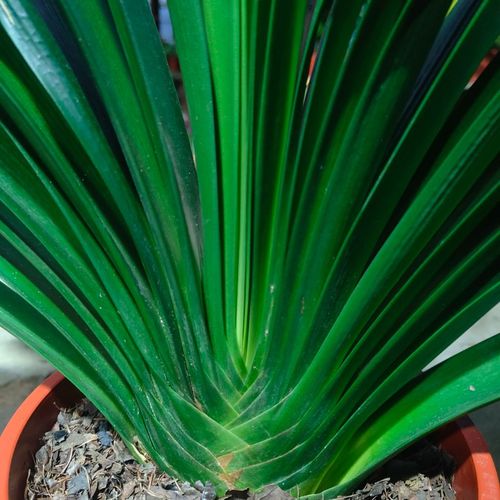 君子兰毛油绿植净化空气盆景好活小苗