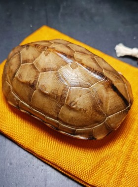 天然完整真乌龟壳精品玉面草龟壳文玩盘玩手把件龟甲黄玉龟甲卜