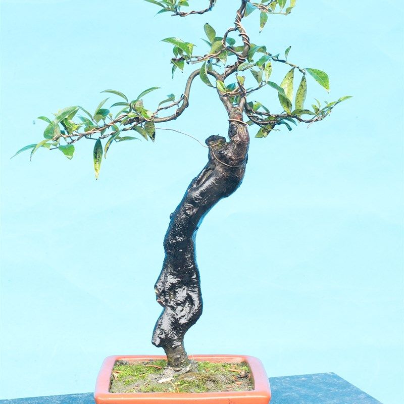 金弹子树桩盆景绿植物庭院练手桩红色黑塔子瓶兰花包邮金弹子熟桩,鲜花速递/花卉仿真/绿植园艺,造型盆景,淘宝优惠券,粉丝福利购,淘宝优惠卷