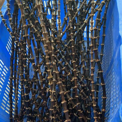 紫黑竹鞭实心紫竹根烟斗DIY耗材竹节烟斗柄原材料紫竹鞭手串竹编