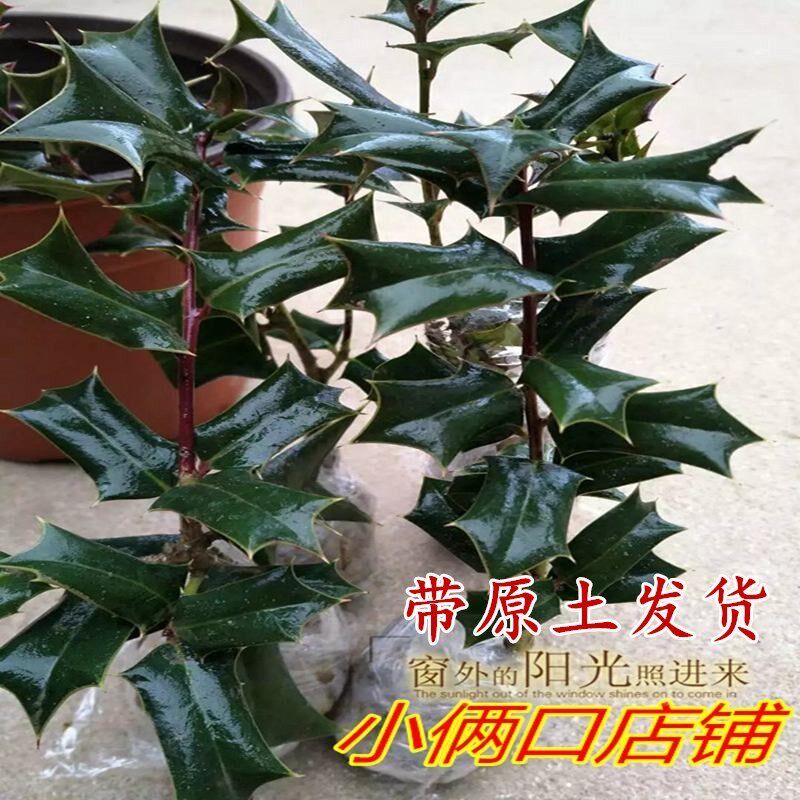 新鲜枸骨根元宝刺老虎刺叶泡茶鸟不宿苗八角刺树苗盆景树绿植盆栽