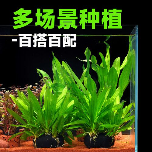 水草迷你九冠大叶绿皇冠阴性鱼缸造景植物好养新手懒人淡增氧真草