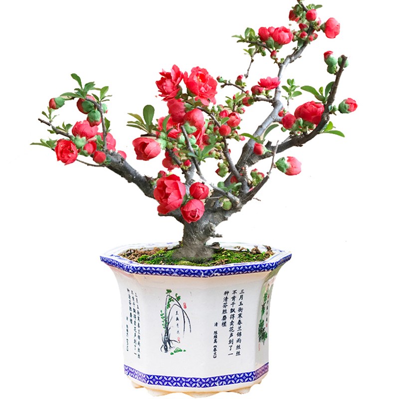 海棠花苗盆栽花卉植物室内花带花苞四季易活长寿冠海棠花树苗盆景