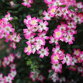 春季 海蒂 成花瀑布花卉盆栽苗 可吊起来种 月季 花园 遮阳伞一款