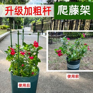 盆栽金钱树昙花专用花架爬藤支架固定花卉植物的花盆支伸缩杆架防