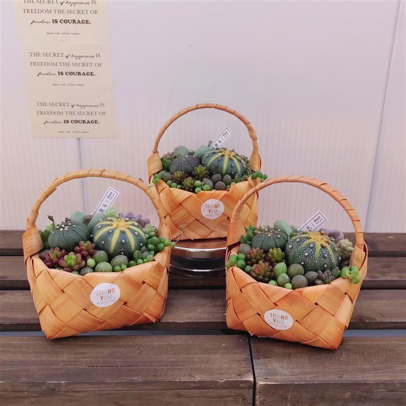 多肉创意果篮子盆栽带盆栽好 西瓜珠兜球小南瓜组合 精品高档组合
