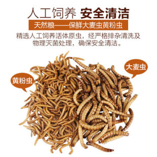 银龙鱼保鲜大麦虫鱼粮龙鱼饲料血鹦鹉鱼食热带鱼罗汉鱼发财鱼饲料