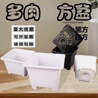 黑色多肉花盆景天小方盆单头老桩景天盆多肉小方盆塑料小黑方加厚