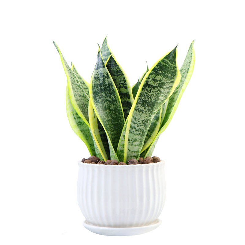 金边虎皮兰高矮品种植物室内大盆栽虎尾兰裸苗客厅水培白玉花卉苗