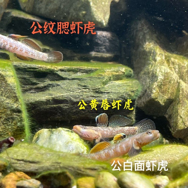 新款原生态子陵纹腮白面虾虎鱼溪流底层小型淡水鱼缸好养观赏鱼