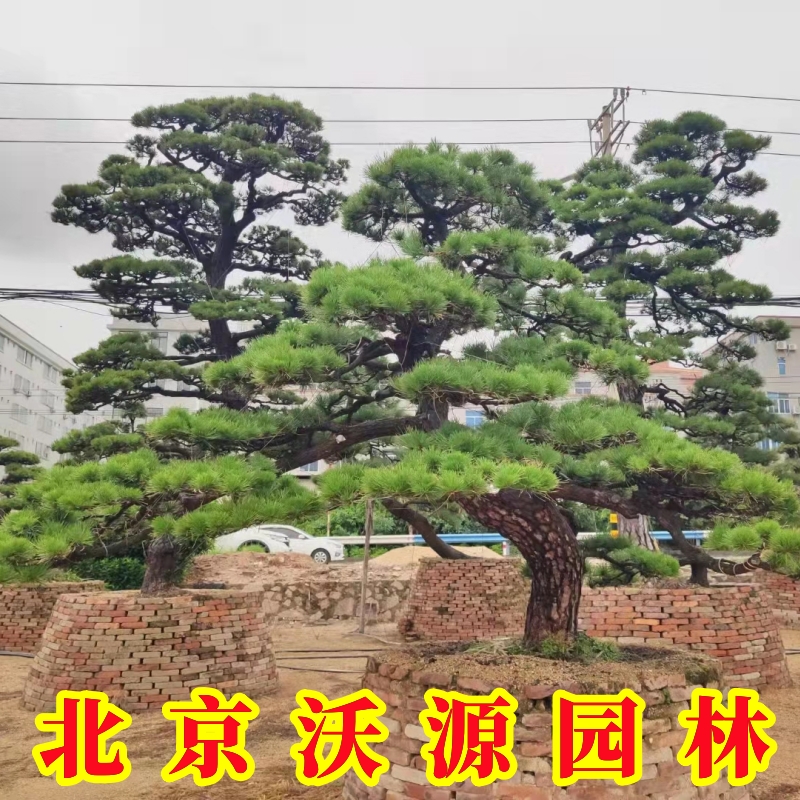 造型黑松油松盆景无针松造形树庭院绿化施工景观树苗园林工程苗木