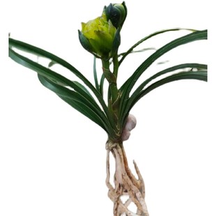 精品兰花送春奇花~宝莲灯~叶上花~矮种桌面绿植小盆栽