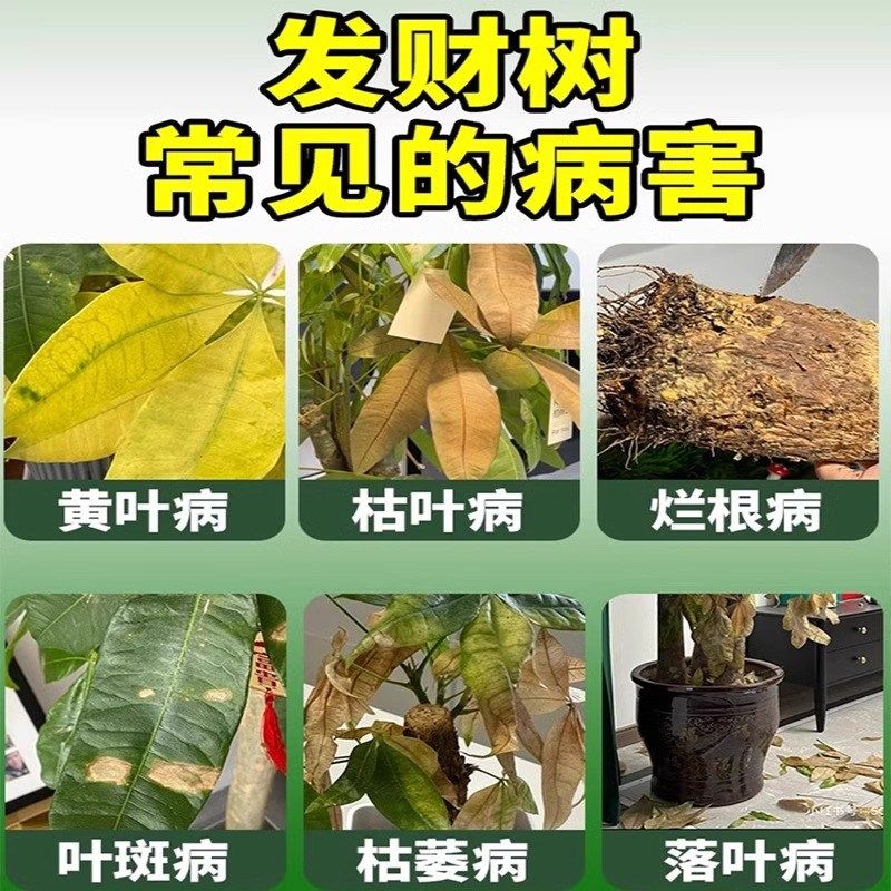 发财树黄叶枯叶烂根专用药叶斑病叶子发黄专用营养液土壤杀菌剂肥,鲜花速递/花卉仿真/绿植园艺,家庭园艺肥料,淘宝优惠券,粉丝福利购,淘宝优惠卷