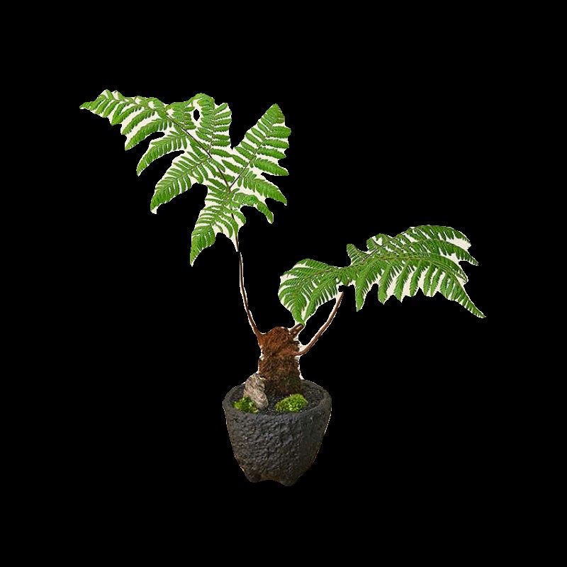 红鳞蕨盆栽侘寂风茶室内客厅摆件书桌红磷一叶蕨类植物新中式盆景