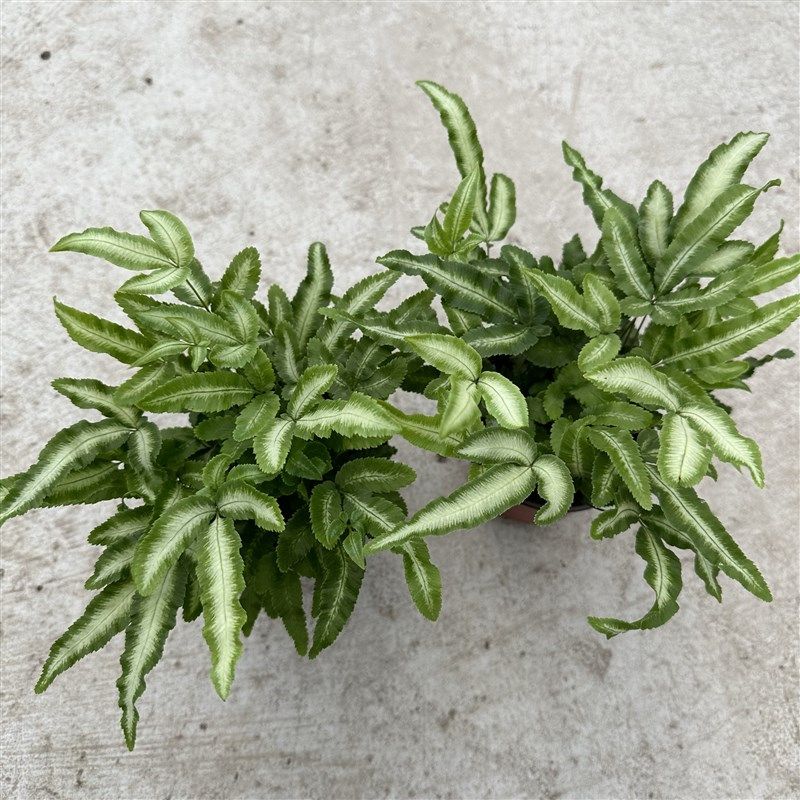 阿波银线蕨观叶小绿植蕨类办公桌客厅阳台净化空气耐阴盆栽耐湿,鲜花速递/花卉仿真/绿植园艺,绿植,淘宝优惠券,粉丝福利购,淘宝优惠卷