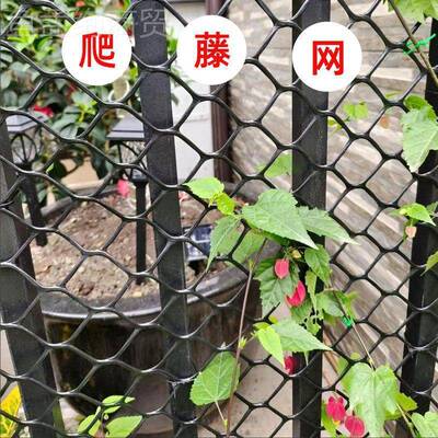 架蔷薇爬网季网花网格月花43332子球兰乌托邦花墙网格藤植物爬墙