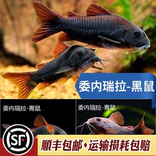 委内瑞拉黑鼠与青鼠热带鱼底栖鼠鱼尼罗河南美稀有工具翻砂鱼活体
