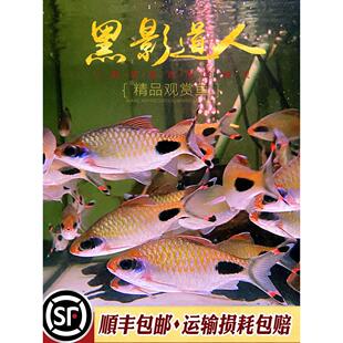 红唇红线黑影道人水草缸群游热带观赏鱼一眉道人非紫红两点鲫活体