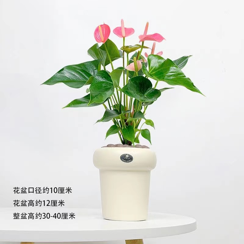 粉掌盆栽室内绿植花卉办公桌面摆件防辐射净化空气懒人养花旺宅花