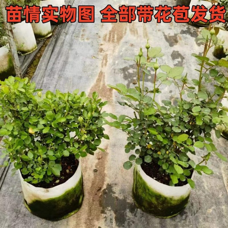 荷兰果汁阳台玫瑰花苗灌木月季露台盆栽花卉浓香四季开花室内绿植