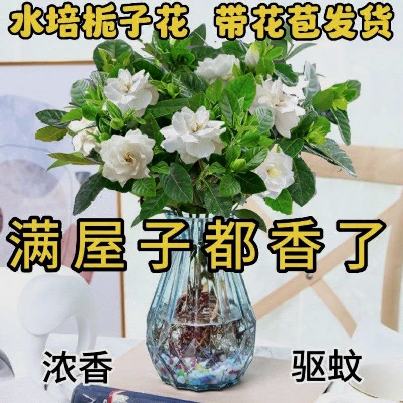 带苞水培栀子净化空气餐桌卉水养客厅防蚊浓巧,家居饰品,仿真花/假花,淘宝优惠券,粉丝福利购,淘宝优惠卷