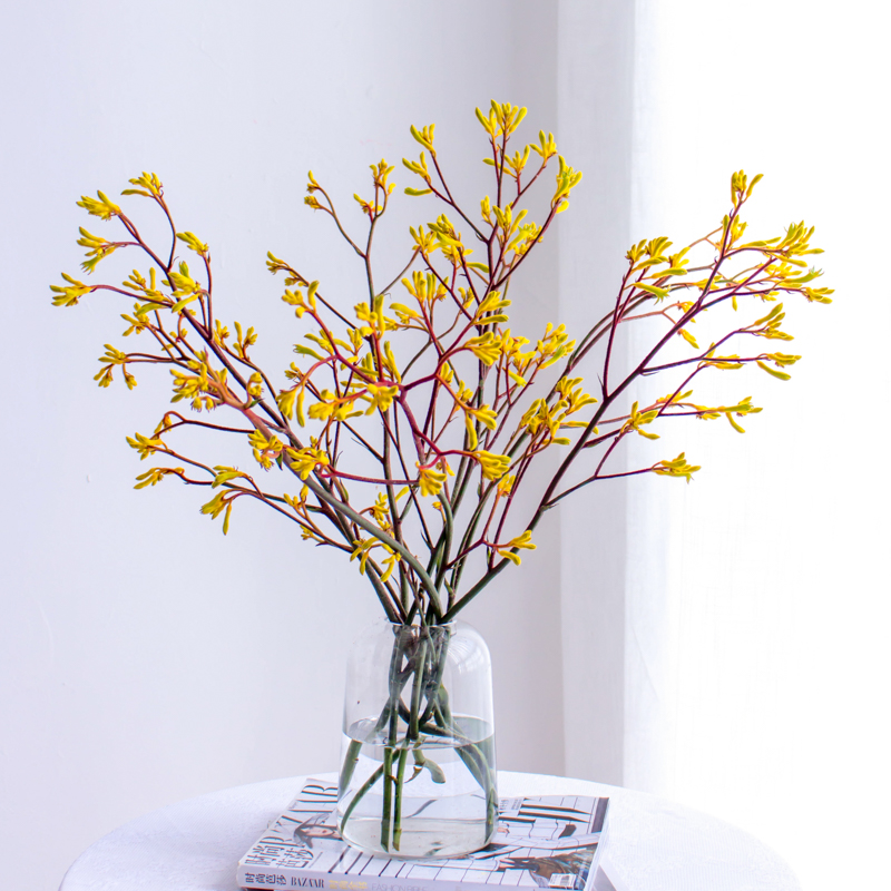 昆明袋鼠爪黄色鲜花办公室家用插花配花水养鲜切花可做干花母亲节