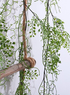 蕾欣黑骨芒绿植藤条蔓藤缠绕装饰爬藤蕨类绿植藤条造景点缀