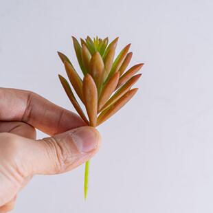 厂 迷你雪花莲 室内绿植墙 假花仿真微景家观6多肉绿植MMW17672W1